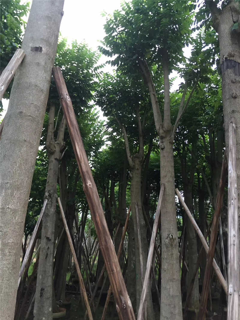 火焰木圖片/火焰木樣板圖 (4)