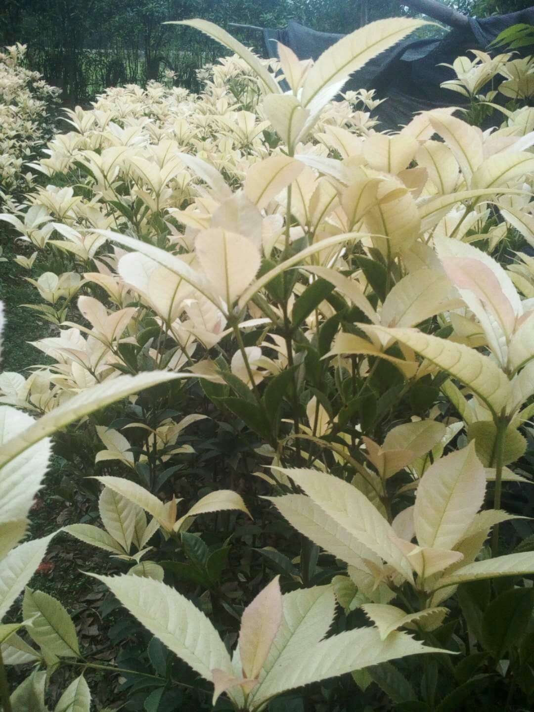 七彩桂圖片/七彩桂樣板圖 (3)