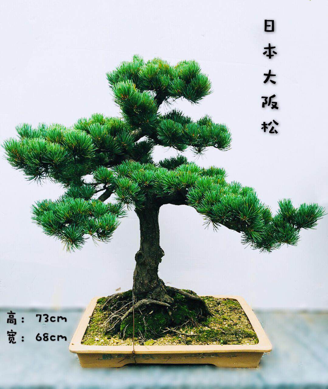 宮島大板松盆景_宮島大板松盆景供應商_河北宮島大板松盆景批發(fā)商