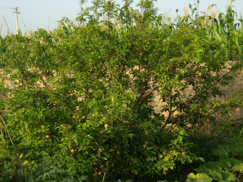 梨果圖片/梨果樣板圖 (4)