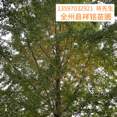 广西银杏树批发基地-30公分园林景观树木-银杏树树苗-厂家种植现货批发 广西桂林市全州县银杏树批发基地图片