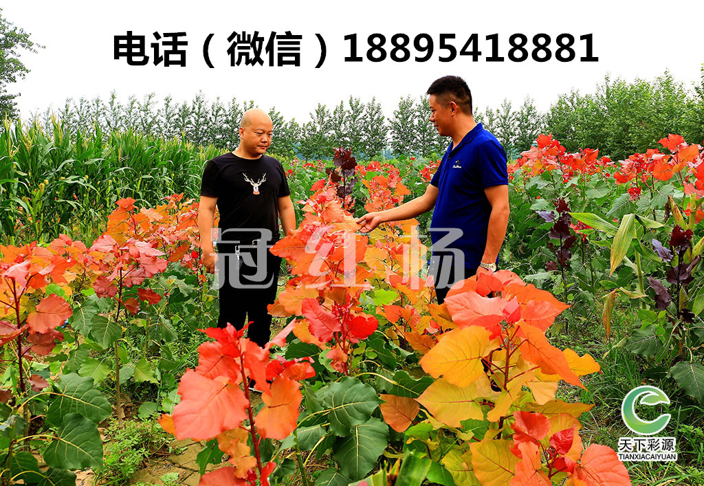 彩色樹種圖片/彩色樹種樣板圖 (3)