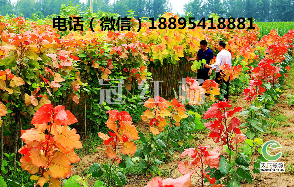 紅楊圖片/紅楊樣板圖 (3)