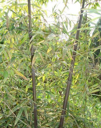 紅豆杉圖片/紅豆杉樣板圖 (3)