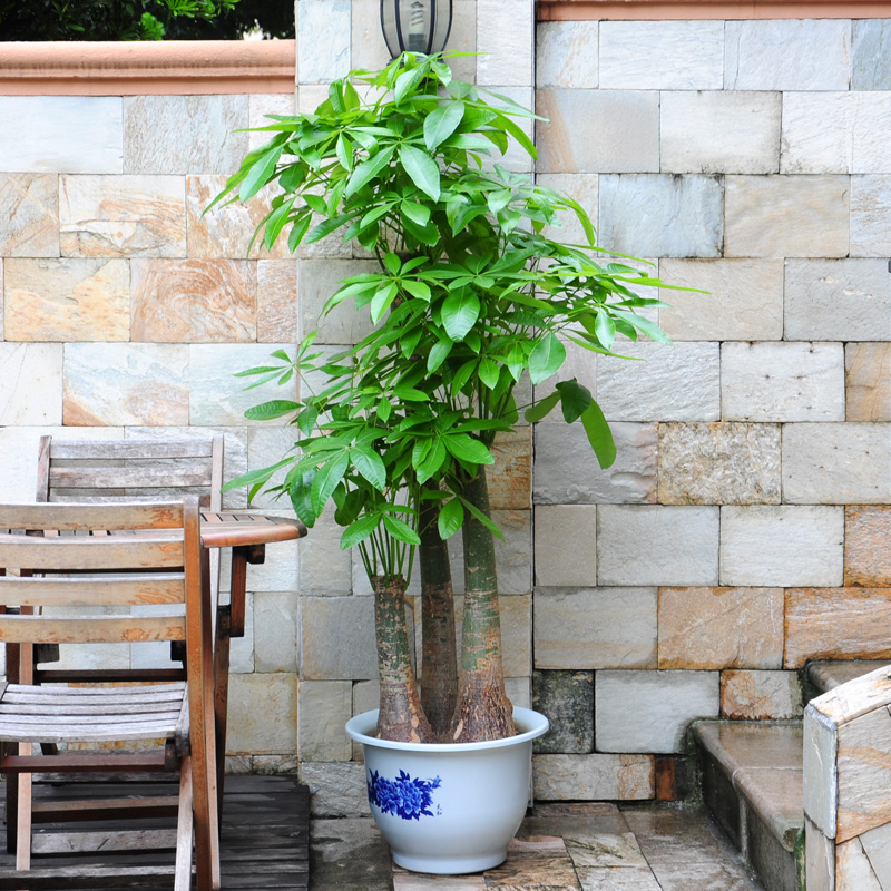 武漢寫字樓綠植花木出租銷售圖片/武漢寫字樓綠植花木出租銷售樣板圖 (1)