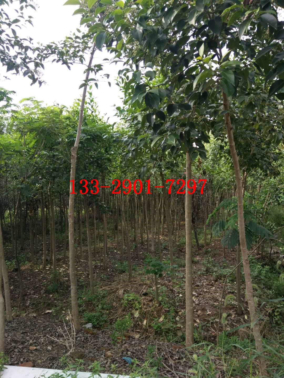 大葉女貞價(jià)格_安徽合肥大葉女貞(冬青)5-7-10-12-15-18-20-22-25公分全冠*鄉(xiāng)土苗