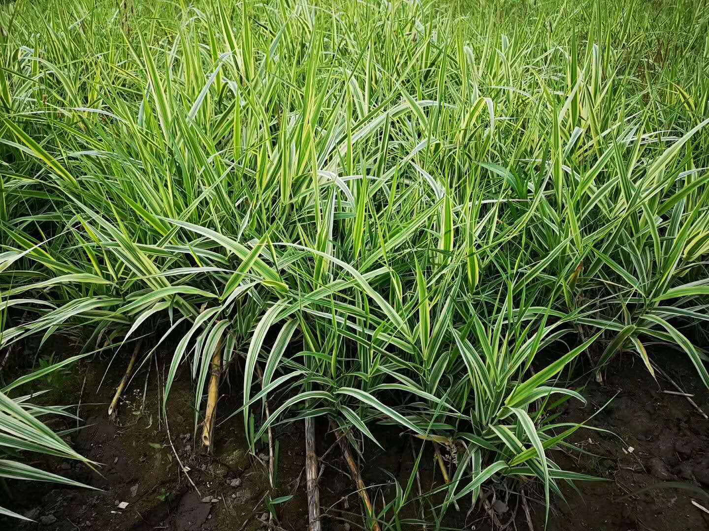 广西百色花叶芦竹批发供应商｜百色水生植物价格｜百色哪里卖水生植物｜百色水生植物图片