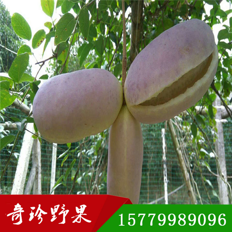 八月瓜  八月炸種子圖片/八月瓜  八月炸種子樣板圖 (1)