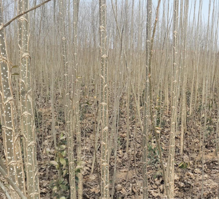 毛白楊苗圖片/毛白楊苗樣板圖 (4)