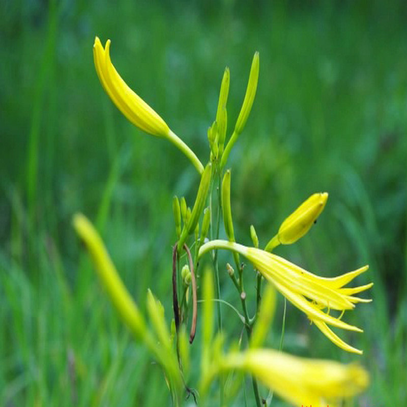 祁東黃花菜圖片/祁東黃花菜樣板圖 (3)