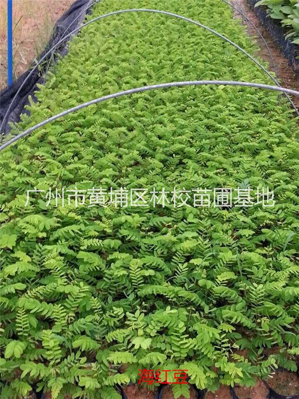 紅豆圖片/紅豆樣板圖 (1)
