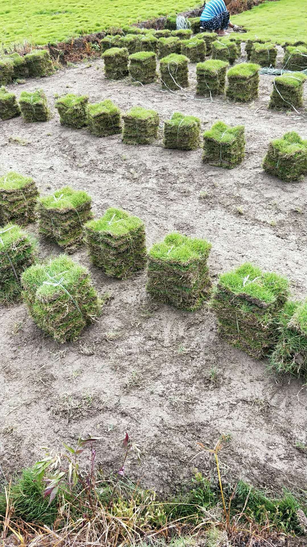草皮圖片/草皮樣板圖 (3)