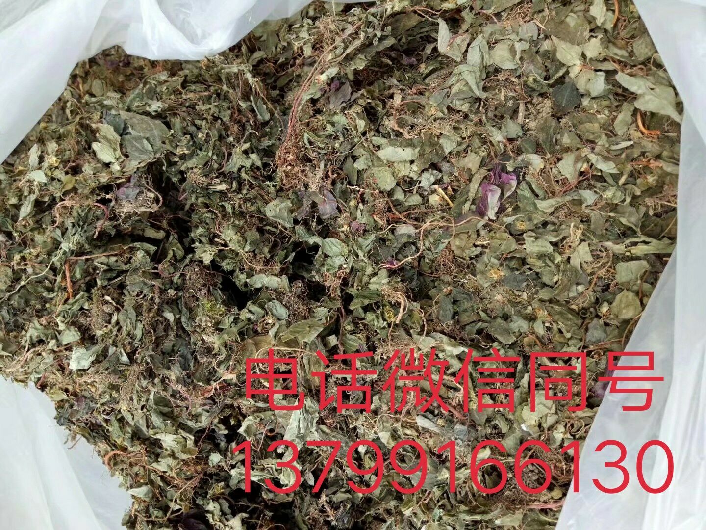 風古草圖片/風古草樣板圖 (2)