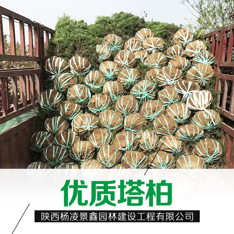 塔柏圖片/塔柏樣板圖 (4)