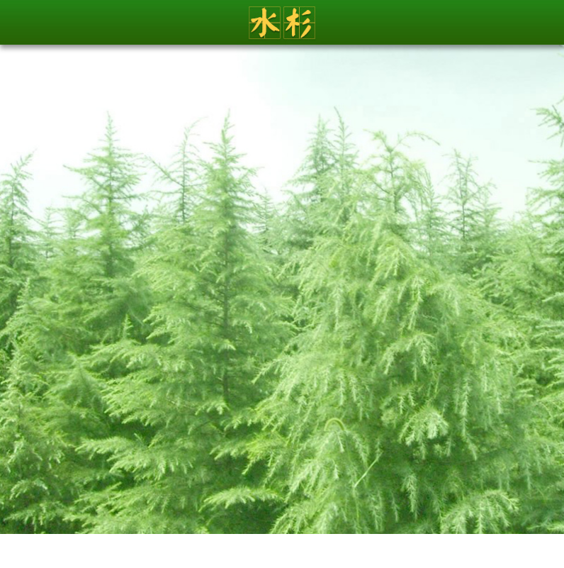 水杉樹(shù)圖片/水杉樹(shù)樣板圖 (3)