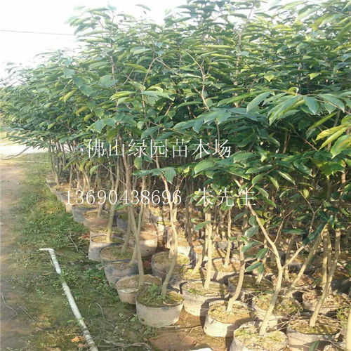 沉香苗-沉香苗基地-沉香苗批發(fā)