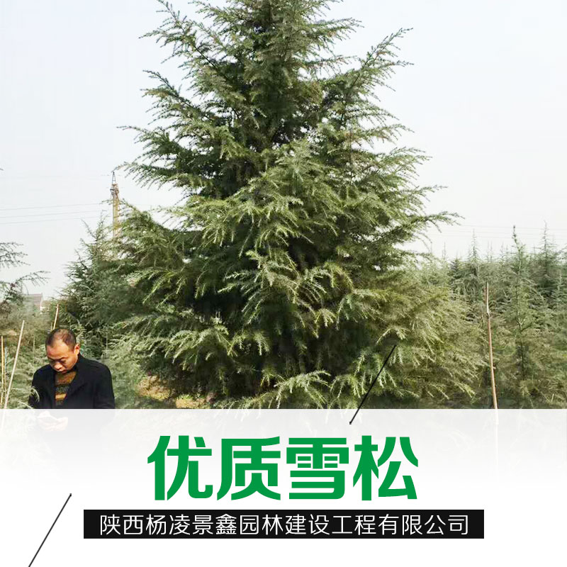 甘肃省雪松种植基地直销|批发价格|雪松价格|优质供货商电话地址|优势报价|产品图片图片