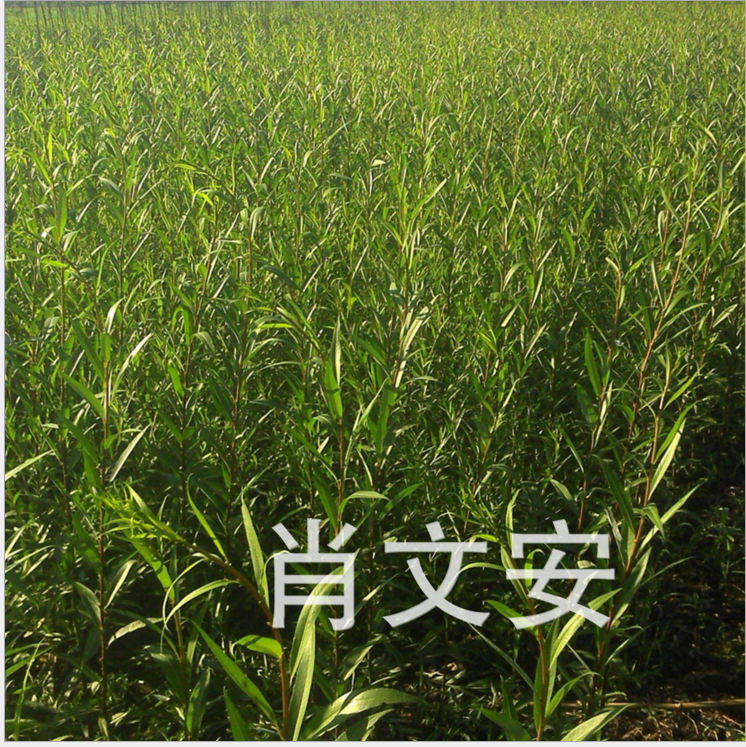 杞柳苗圖片/杞柳苗樣板圖 (2)