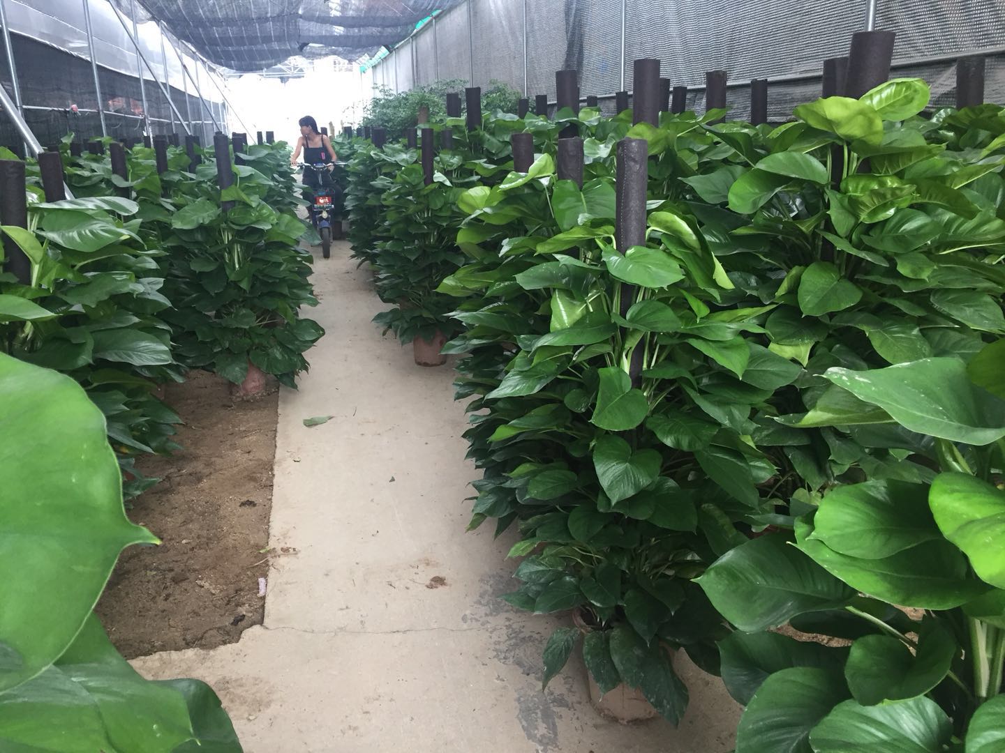 盆景租賃圖片/盆景租賃樣板圖 (2)