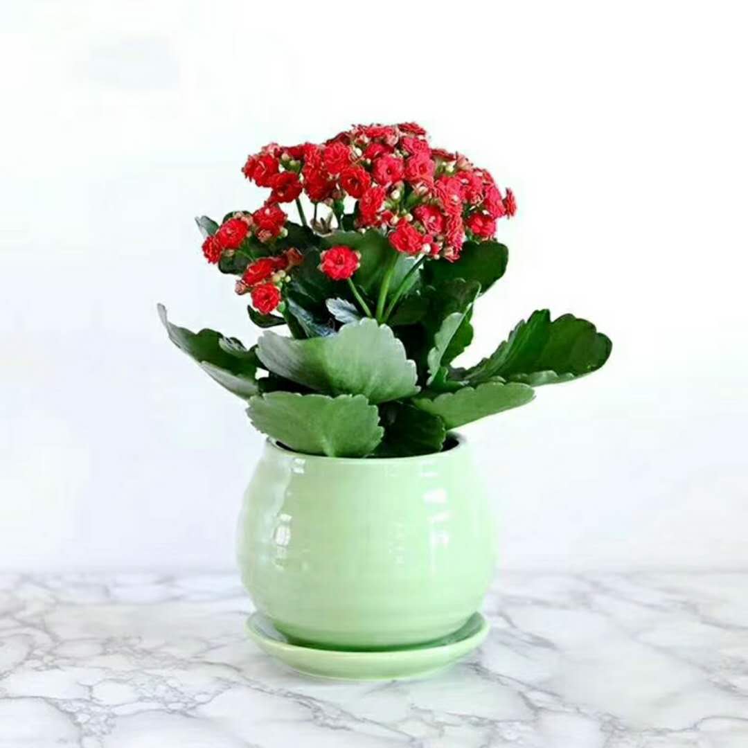 綠植租擺圖片/綠植租擺樣板圖 (1)