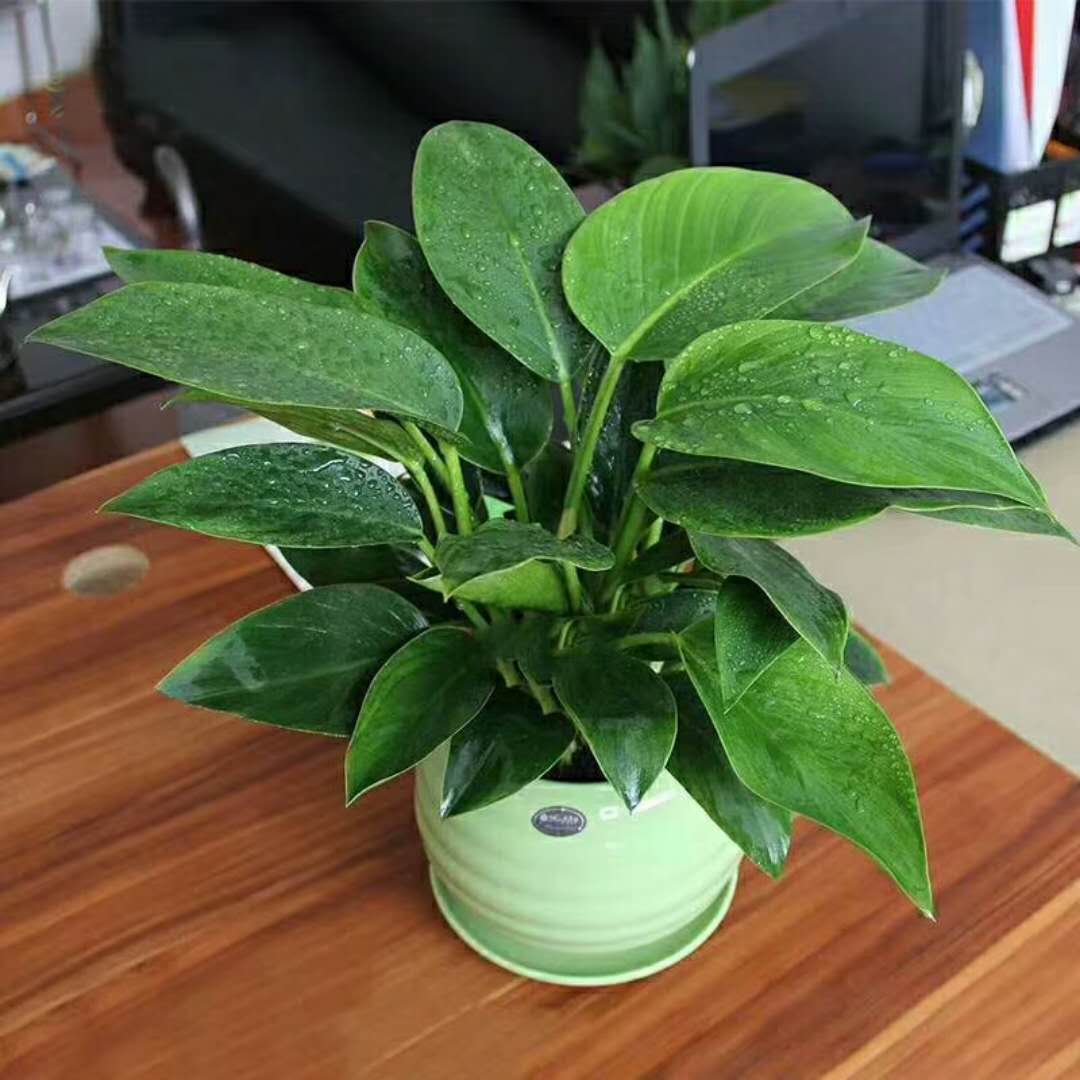 綠植圖片/綠植樣板圖 (4)