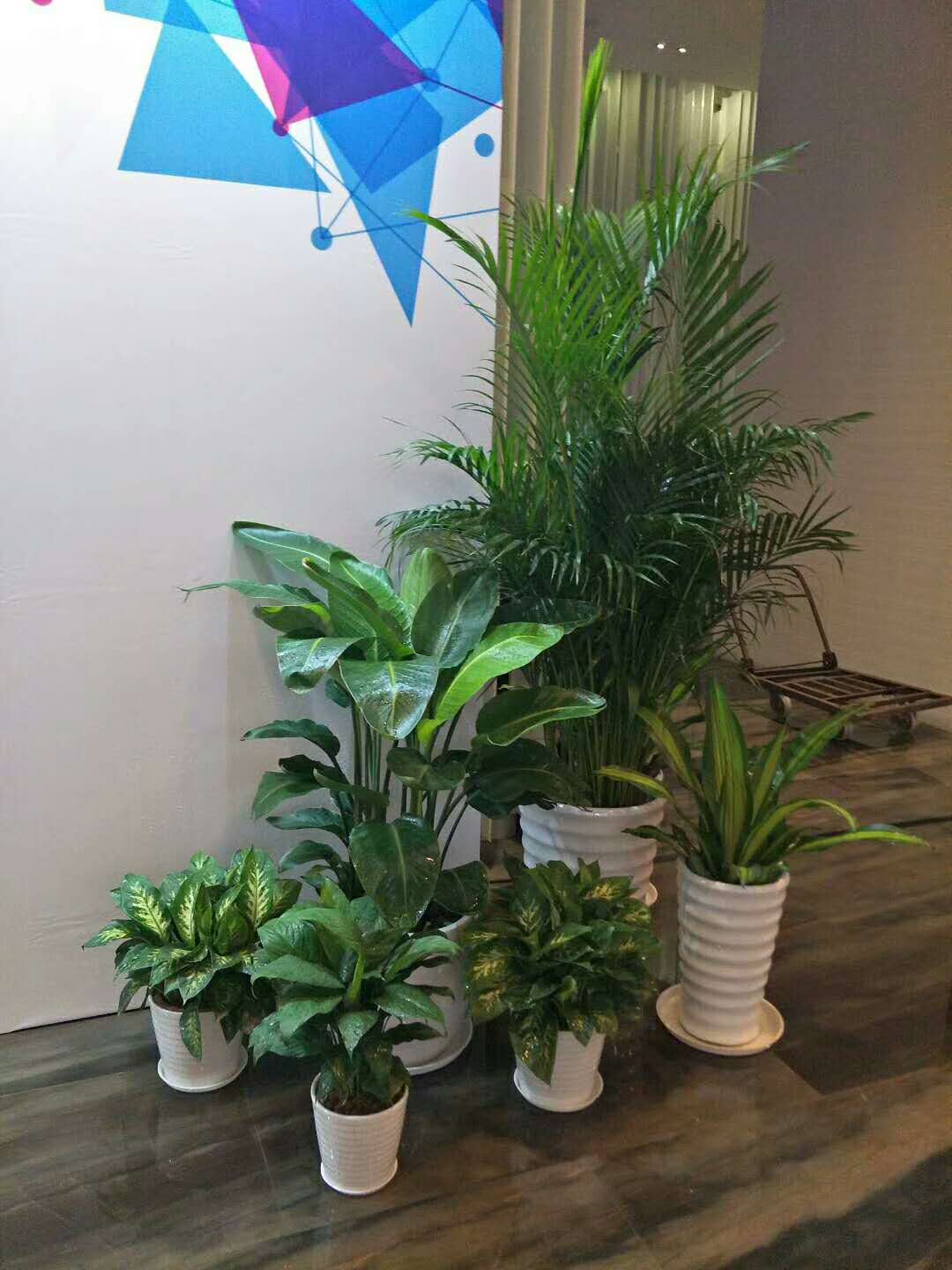 廣州綠植 廣州綠植租賃 廣州綠植租賃公司 廣州綠植廠家