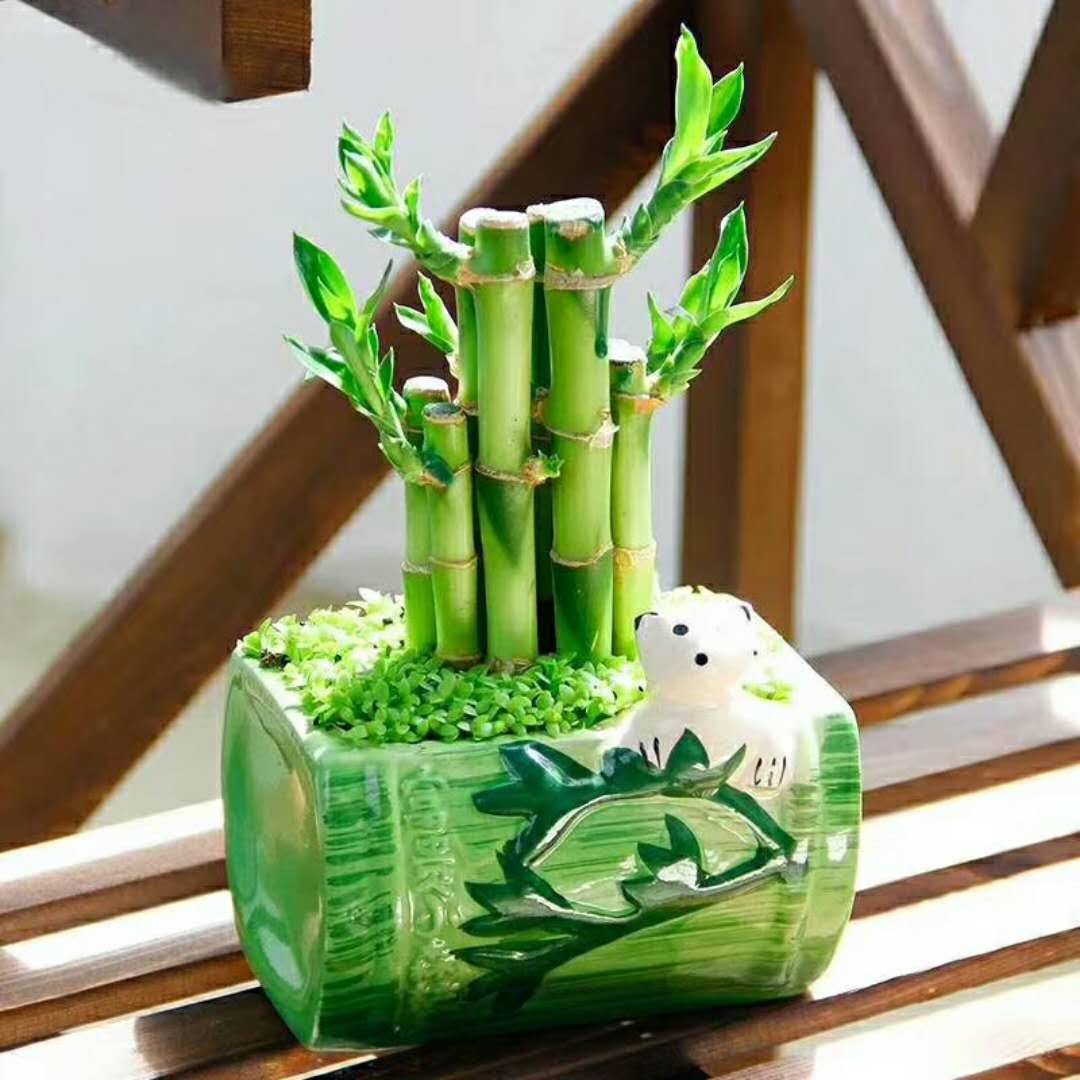 廣州綠植批發(fā)圖片/廣州綠植批發(fā)樣板圖 (4)