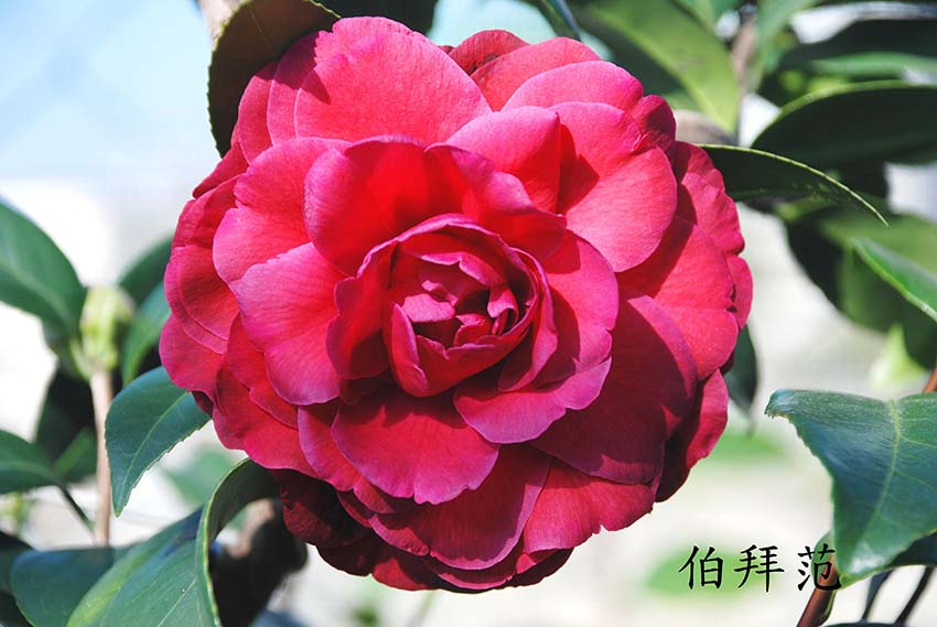 茶花樹圖片/茶花樹樣板圖 (4)