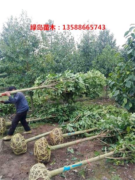 樂昌含笑圖片/樂昌含笑樣板圖 (2)