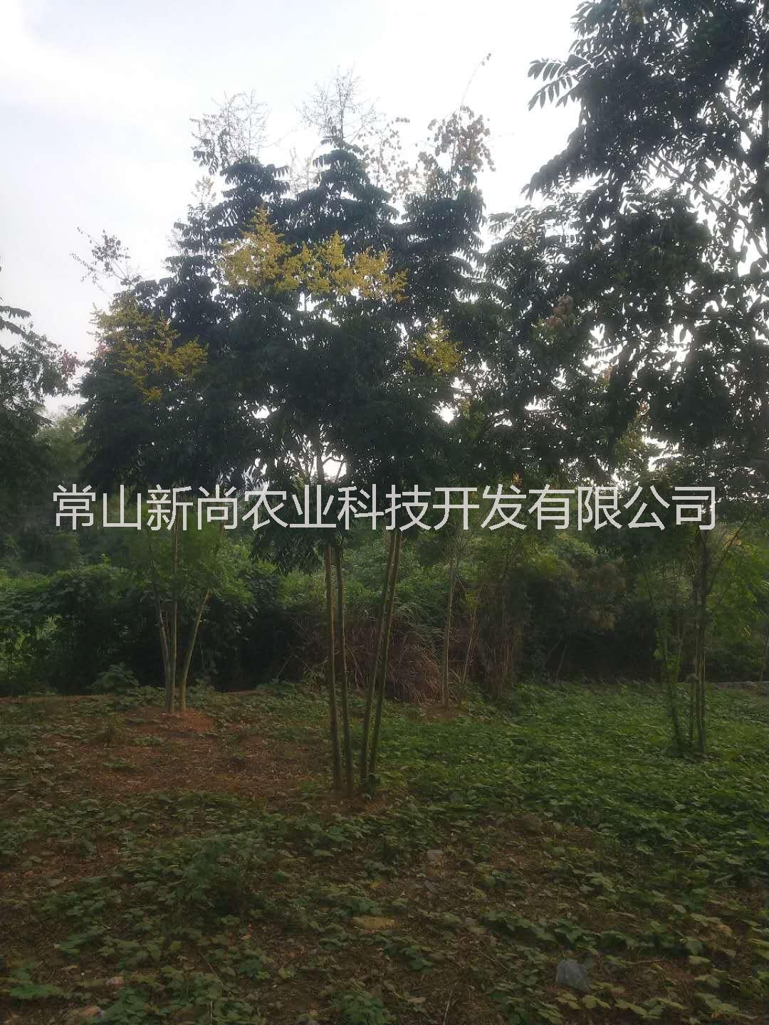 叢生欒樹圖片/叢生欒樹樣板圖 (2)