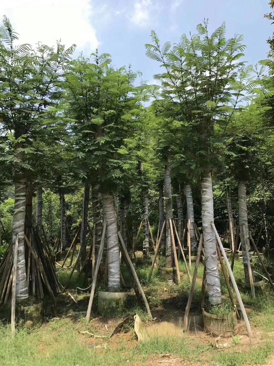 揭阳市云南苗木厂家云南秋枫 广东云南秋枫大量供应 云南秋枫厂家批发 云南苗木