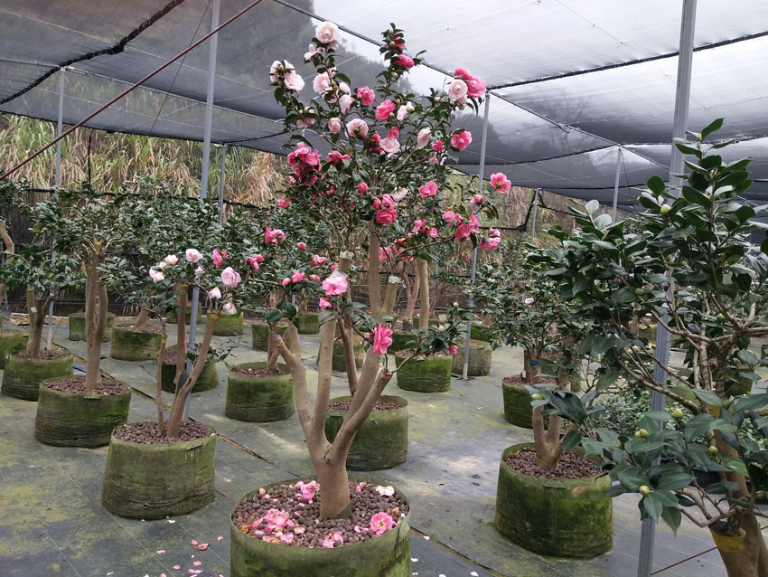 茶花樹圖片/茶花樹樣板圖 (2)