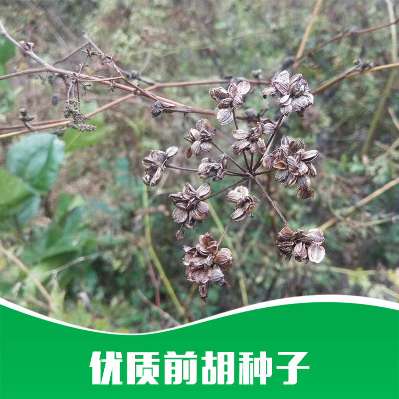 廠家直銷 *  種苗* 藥材苗批發(fā) 品質(zhì)保證 售后無(wú)憂 前胡種子