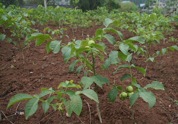 優(yōu)系8518核桃圖片/優(yōu)系8518核桃樣板圖 (3)