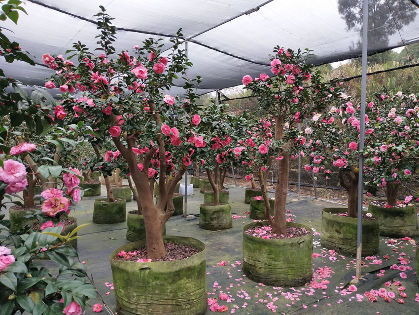 茶花樹圖片/茶花樹樣板圖 (1)