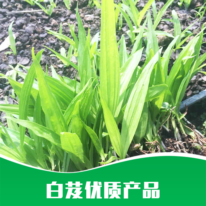 白芨圖片/白芨樣板圖 (2)