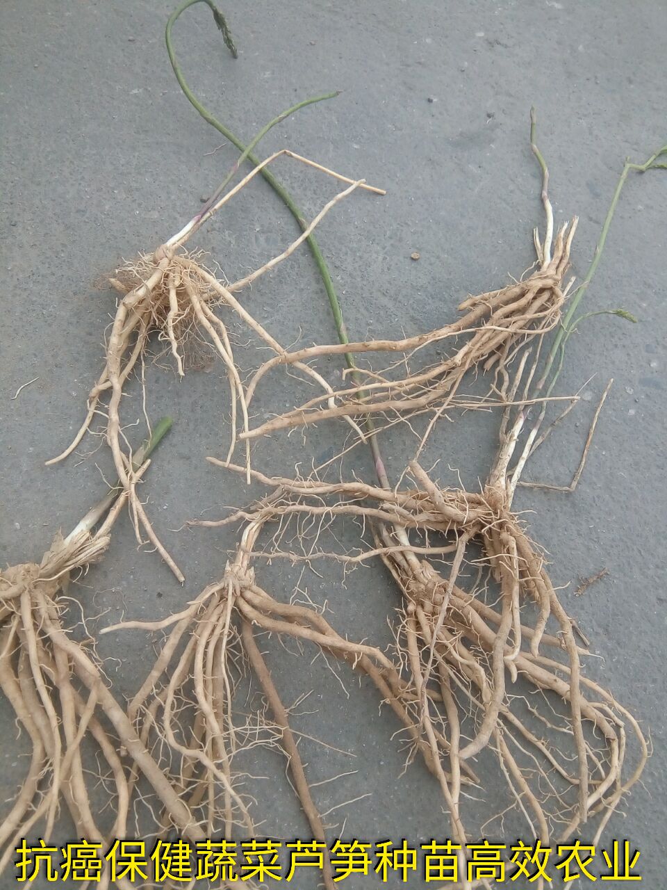 迷你小南瓜圖片/迷你小南瓜樣板圖 (4)