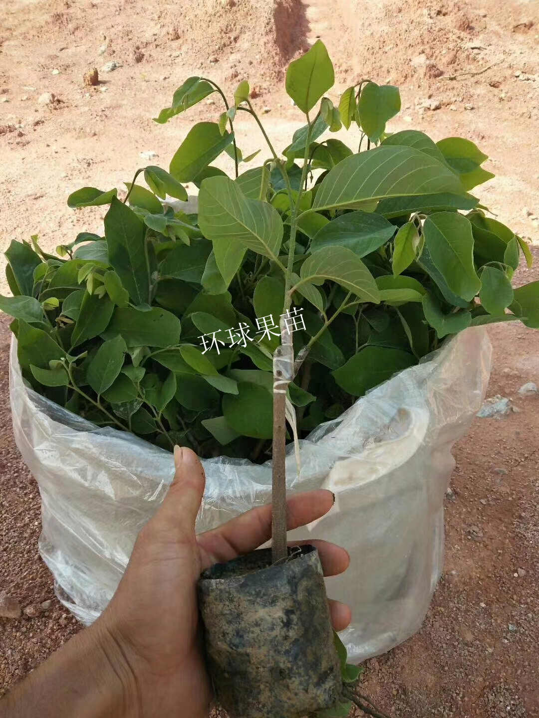 臺灣釋迦果苗圖片/臺灣釋迦果苗樣板圖 (4)