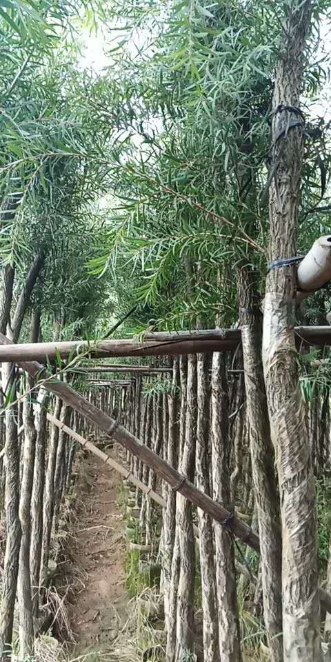 苗木基地 非洲茉莉 廣東非洲茉莉大量供應(yīng) 非洲茉莉廠家批發(fā) 非洲茉莉種子