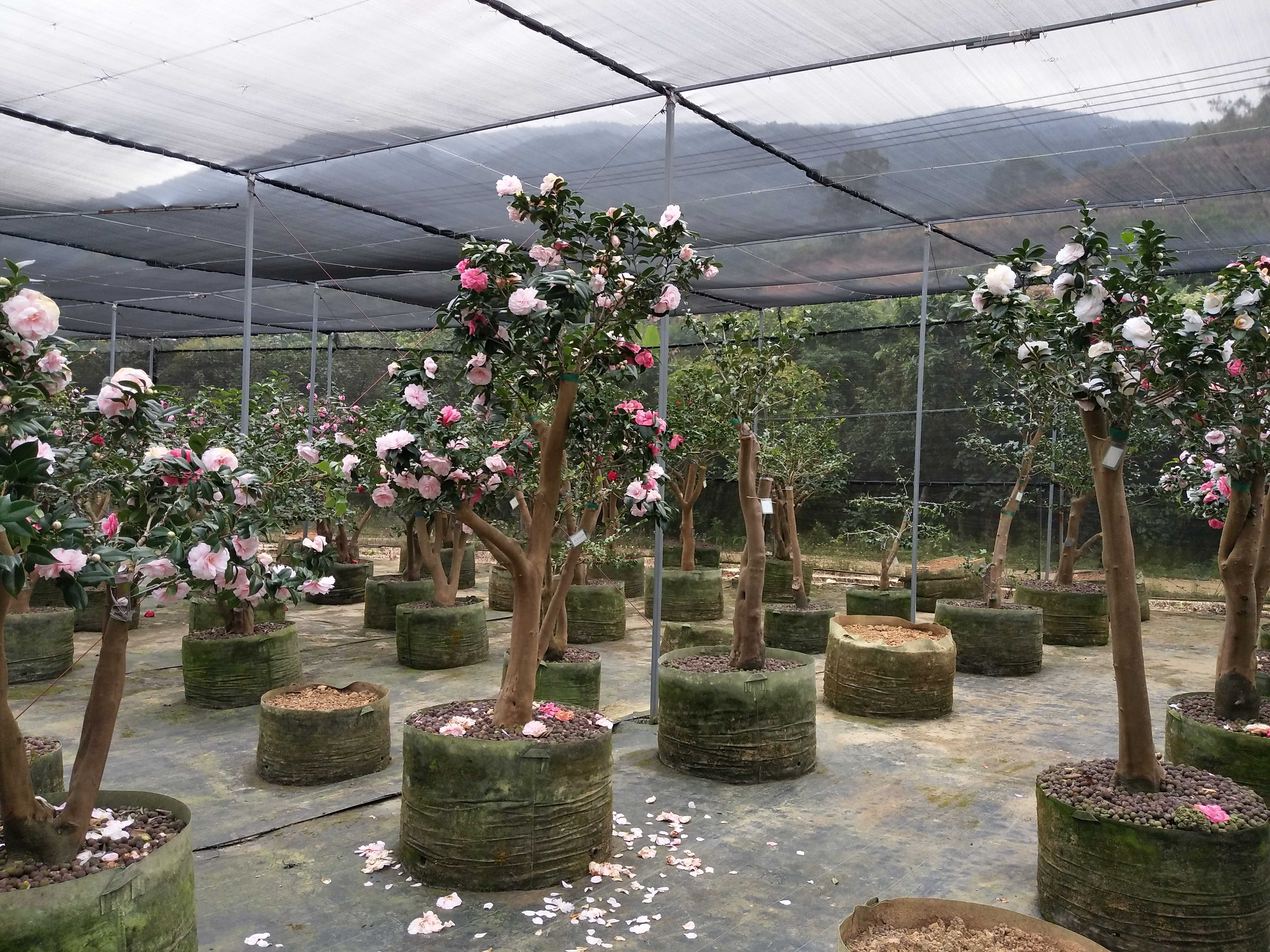 廣東大型茶花批發(fā)圖片/廣東大型茶花批發(fā)樣板圖 (4)