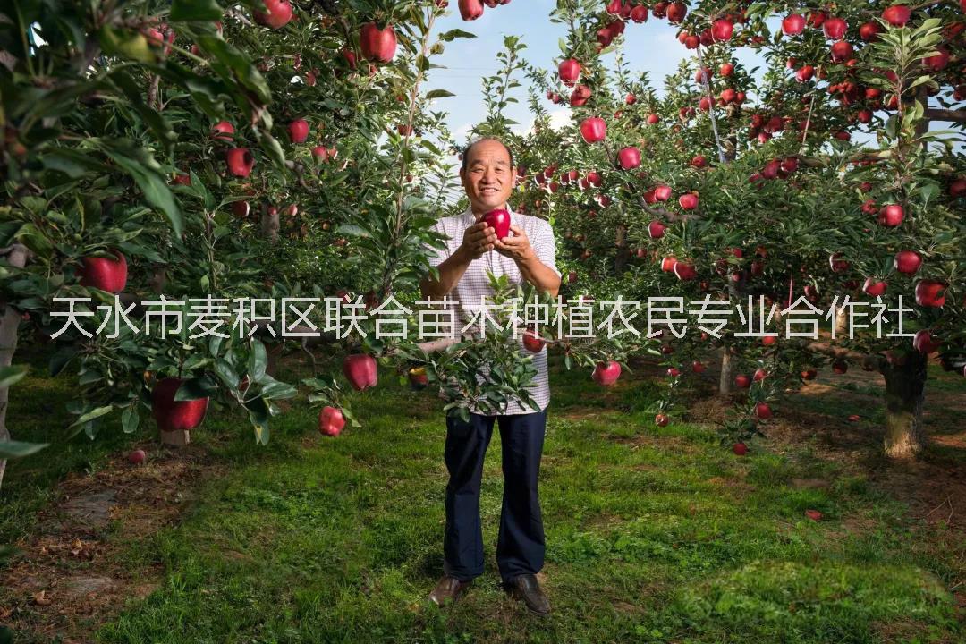 花牛蘋果苗哪里有?花牛蘋果苗多少圖片/花牛蘋果苗哪里有?花牛蘋果苗多少樣板圖 (1)