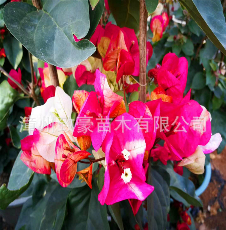 三角梅盆栽苗批發(fā)包郵，三角梅，三角梅小苗，三角梅大廟，三角梅盆栽苗，三角梅批發(fā)，三角梅廠家，供應(yīng)三角梅