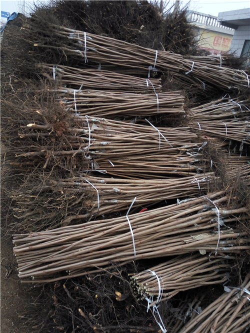 嫁接柿子圖片/嫁接柿子樣板圖 (1)