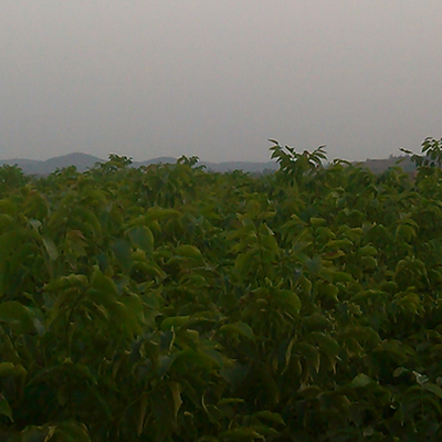 河北核桃苗價(jià)格圖片