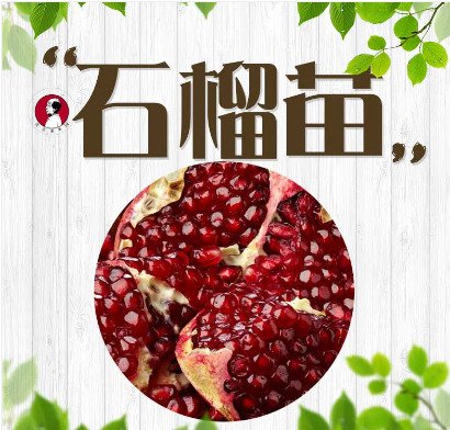 軟籽石榴樹苗圖片/軟籽石榴樹苗樣板圖 (1)