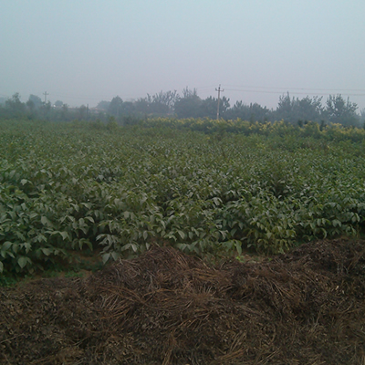 2018嫁接核桃苗價(jià)格