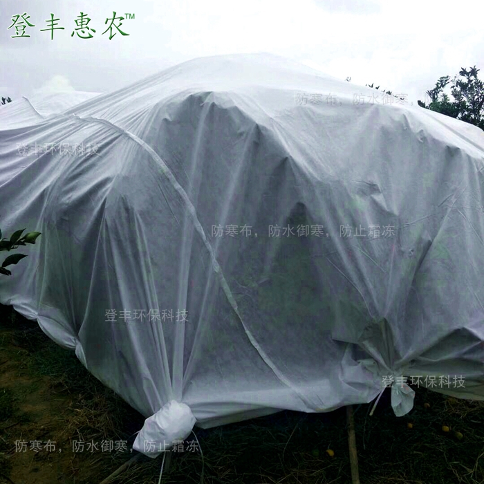 柑橘防寒布，防霜布廠家直銷圖片/柑橘防寒布，防霜布廠家直銷樣板圖 (4)