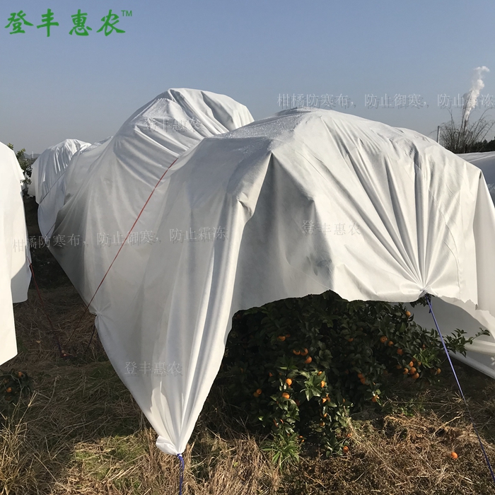 砂糖桔防寒布 砂糖桔防寒布廠家直銷 砂糖桔防寒布、柑橘防霜布廠家直銷
