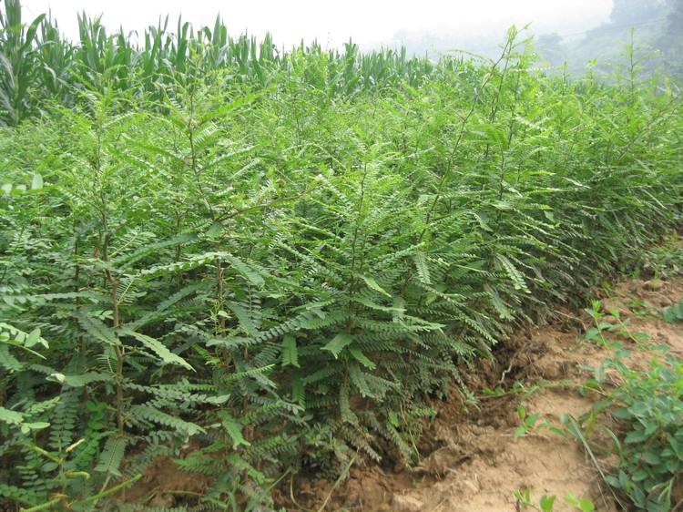 皂角苗 皂角苗價(jià)格