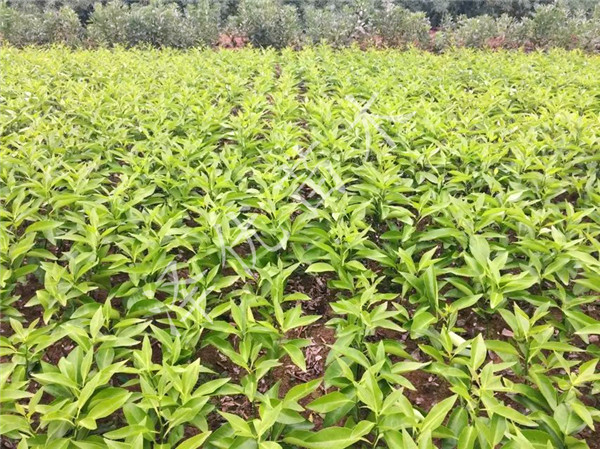 三红蜜柚供应沙三红蜜柚苗-四川三红蜜柚苗基地-三红蜜柚苗批发直销 -三红蜜柚